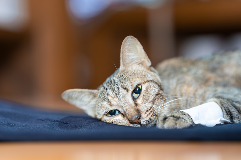 Leucemia y Sida felino